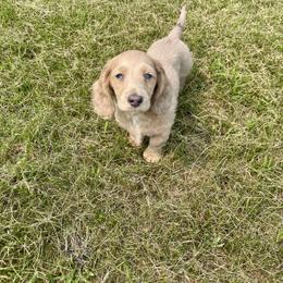 Dachshund and Pembroke Welsh Corgi Puppies from Three K Miniature Dachshunds