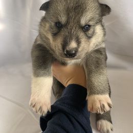 Siberian Husky Puppies from SoFlo Siberians