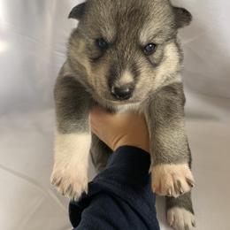 Siberian Husky Puppies from SoFlo Siberians