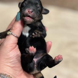 Arizona - Tri-color female Cavapoo puppy in Carmichaels, Pennsylvania from Honey & Lemon Royalty