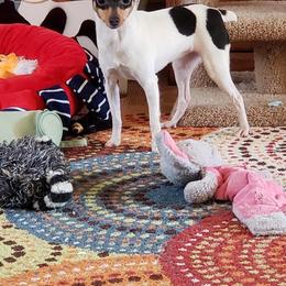 Yikes ! - Toy Fox Terrier
