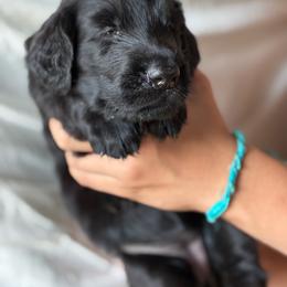 Jackie - Black female Flat-Coated Retriever puppy in Park Rapids, Minnesota from Catori
