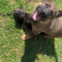 German Shepherd Puppies from LaMarca's Kennels