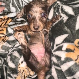 Dachshund Puppies from Garland Weens