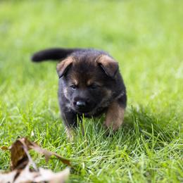 German Shepherd Puppies from Zwinger Vom Rabenauge