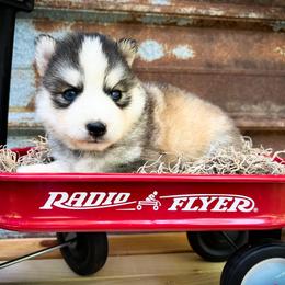 Ann - Sable and white female Siberian Husky puppy in Union Grove, Alabama from Southern Siberian Life