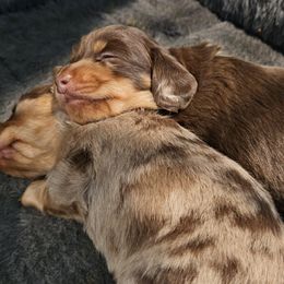 Dachshunds from Plum Fields Dachshunds