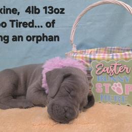 Max - Blue female Great Dane puppy in Bay City, Michigan from Monarch Danes