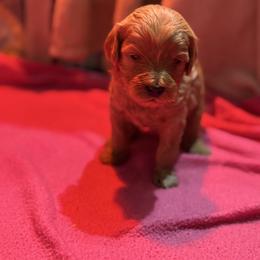 Candy - Apricot female Cavapoo puppy in Gainesville, Florida from Alyssa Xxweetdoodles