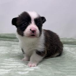 Nebula (brindle) - Brindle and white female American Corgi puppy in Waco, Texas from The Comma Corgis