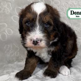 Denali - Sable male Bernedoodle puppy in Milan, Indiana from Doodles & Spice