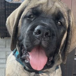 Girl 3 - Fawn Mastiff puppy in South Dakota from Clearbrook Mastiffs