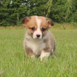 Pembroke Welsh Corgi Puppies from Texas Three Corgis