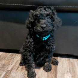 Hershey - Black male Cavapoo puppy in Eau Claire, Wisconsin from Fisher River Doodle's