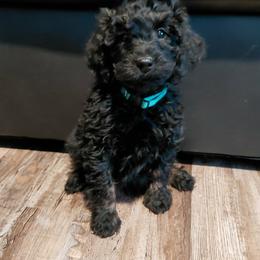 Hershey - Black male Cavapoo puppy in Eau Claire, Wisconsin from Fisher River Doodle's