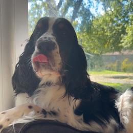 Alice - English Springer Spaniel