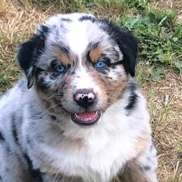 Australian Shepherds from Angel Aussies