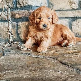 Aussiedoodle, Goldendoodle, Poodle, and Saint Berdoodle Puppies from Rocky Ridge Ranch
