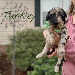 Turkey - Merle male Goldendoodle puppy in Mocksville, North Carolina from Little Bear Doodles
