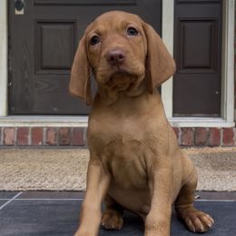 Riolu - Golden rust male Vizsla puppy in Bloomington, Indiana from Envizion