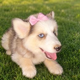 Melody - Tri-color female Pomsky puppy in Amarillo, Texas from Pom Pom Pomskies