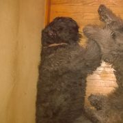 Bouvier des Flandres All Grown Up from Tomten Bouviers