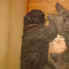 Bouvier des Flandres All Grown Up from Tomten Bouviers