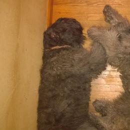 Bouvier des Flandres All Grown Up from Tomten Bouviers