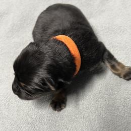 Girl 4 orange - Black and tan female German Shepherd puppy in Sharon Grove, Kentucky from Julie’s Shepherds