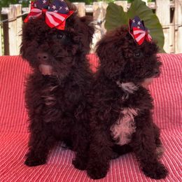 Goldendoodle Puppies from Our Darling Doodles