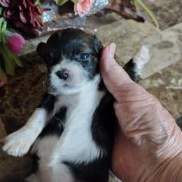 Suzy Q - Black and white female Havanese puppy in Cleveland, Texas from 7th Heaven Havanese of Texas