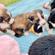 Aussiedoodle and Bordoodle Puppies from Dood B Ranch Doodles