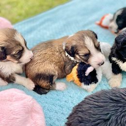 Aussiedoodle and Bordoodle Puppies from Dood B Ranch Doodles