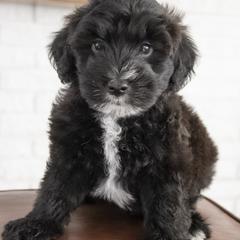 Assorted Doodle Crosses, Bernedoodle, Double Doodle, Goldendoodle, Labradoodle, and Whoodle Puppies from Our Little Farm Life Doodles