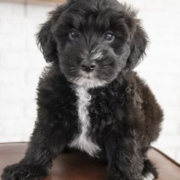 Assorted Doodle Crosses, Bernedoodle, Double Doodle, Goldendoodle, Labradoodle, and Whoodle Puppies from Our Little Farm Life Doodles
