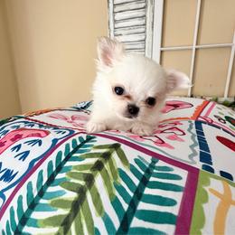 Ivory - Cream and white female Chihuahua puppy in Williamsburg, Virginia from PAWSitive Cheeky Chihuahuas