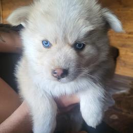 Boy 2 - Pomsky puppy in Florissant, Colorado from Schofield Homestead Pomsky's
