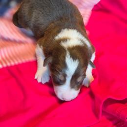 Justice - Tri-color male Border Collie puppy in Watsontown, Pennsylvania from Kate Gresham