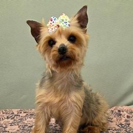 Ozzie - Blue and gold female Yorkshire Terrier puppy in Monticello, Iowa from Ashley’s Puppies