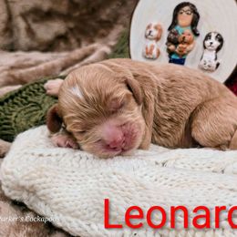 Leonard - Red male Cockapoo puppy in Perry, Arkansas from Parker's Cockapoos