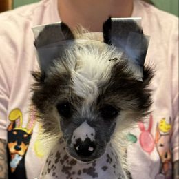 Hendrick - Pink and slate male Chinese Crested puppy in Auburn, Kansas from TopBrass Kennels