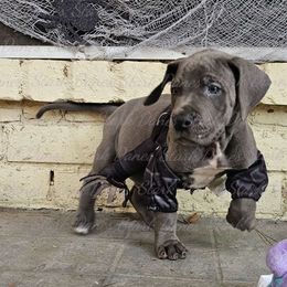 Pennywise - Great Dane puppy from Stark Danes