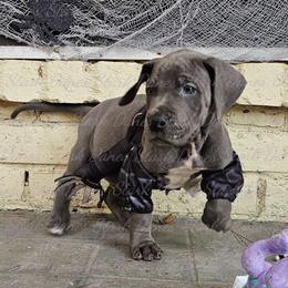 Pennywise - Great Dane puppy from Stark Danes