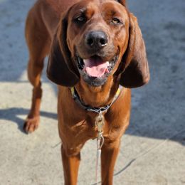 Rip - Redbone Coonhound