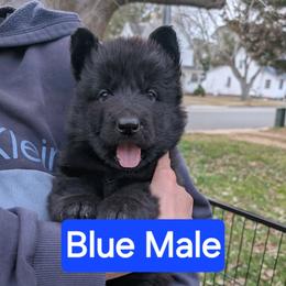 Stuffing - Black male German Shepherd puppy in Garrett, Indiana from Devil-Dog Shepherds