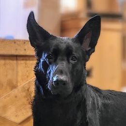 Akasha - German Shepherd