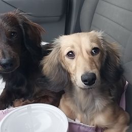 Dachshund Puppies from Misty's Dachshunds