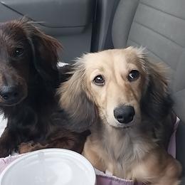 Dachshund Puppies from Misty's Dachshunds