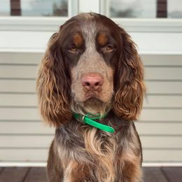 Henri - English Springer Spaniel