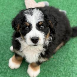 Levi's (blue boy) - Tri-color male Bernedoodle puppy in Waukesha, Wisconsin from Bernedoodle Boutique (and Cavapoos)